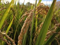 谷保の天神米を収穫、稲刈り体験はいかが？